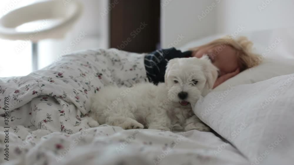 Cute toddler boy, sleeping with little white puppy dog, maltese in the afternoon in bed Cute toddler boy, sleeping with little white puppy dog, maltese in the afternoon in bed
