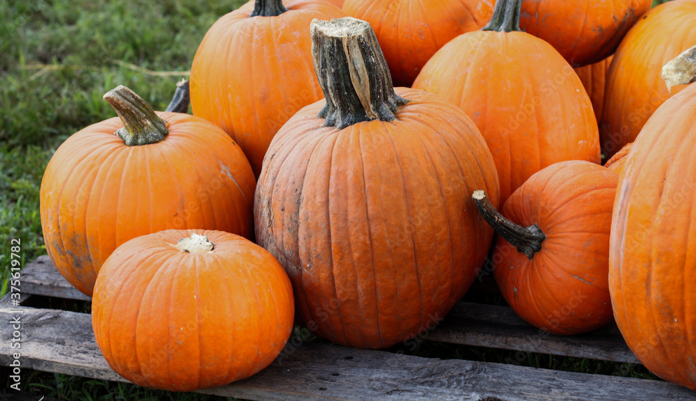 Pumpkin patch in the fall October in miami lakes baptist church 2021 Pumpkin patch in the fall October in miami lakes baptist church 2021