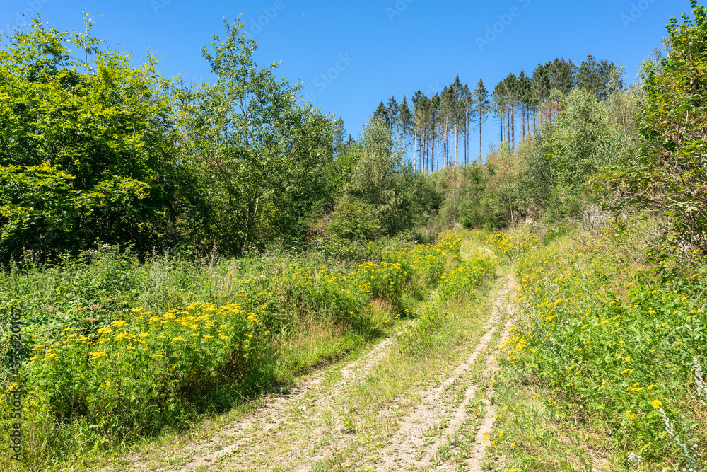 Walkway rural trail or road in forest. A path with green trees pines and shrubs. Yellow flowers growing along the road. Summer sunny day in the forest.