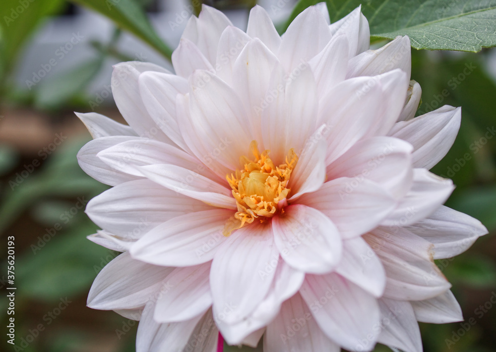 Close Up of a Light Pink Dahlia Flower