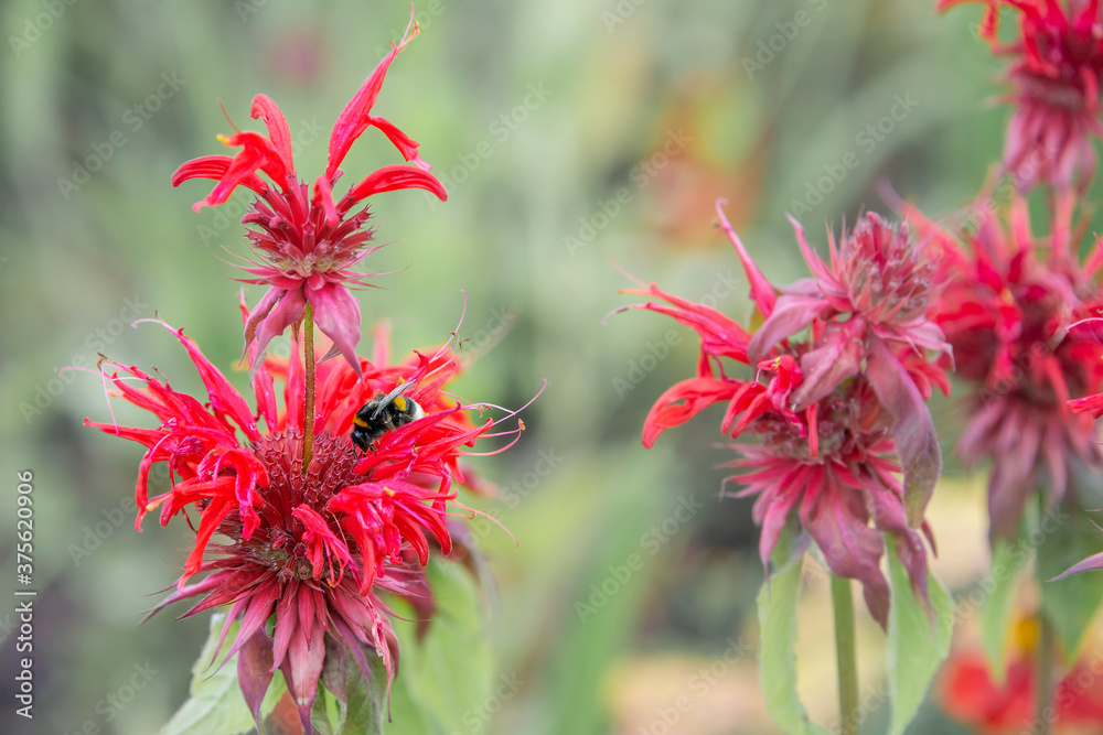 Green summer background with red flowers and a bee