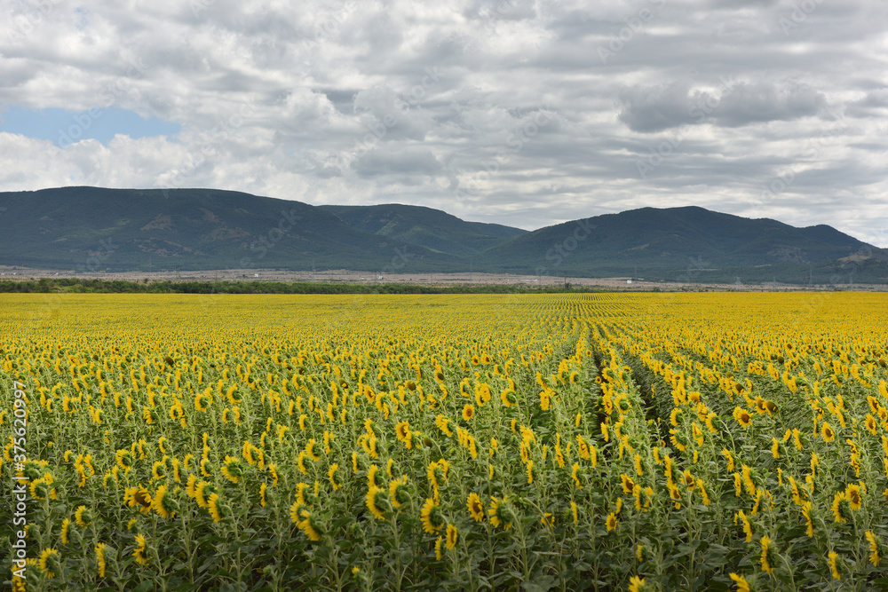 field of ripe yellow sunflowers against the background of mountains and cloudy sky