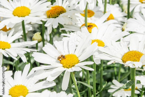 Obraz na płótnie Summer horizontal background with daisies and a bee w salonie