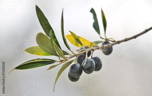 Black olives on branch of olive tree