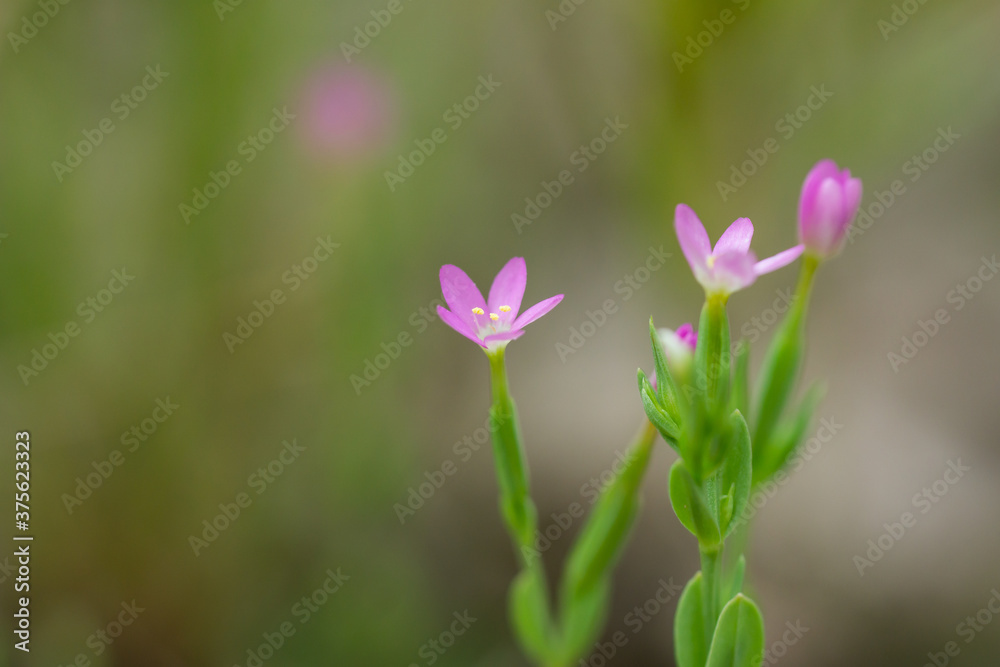 Fototapeta premium Branching Centaury Flowers in Summer