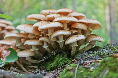 Honey Fungus (Armillaria mellea) grows on old felled birch trees. A group of edible stump mushroom. Macro