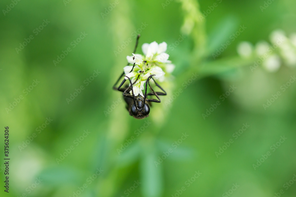 Great Black Digger Wasp on White Sweet Clover Flowers Great Black Digger Wasp on White Sweet Clover Flowers