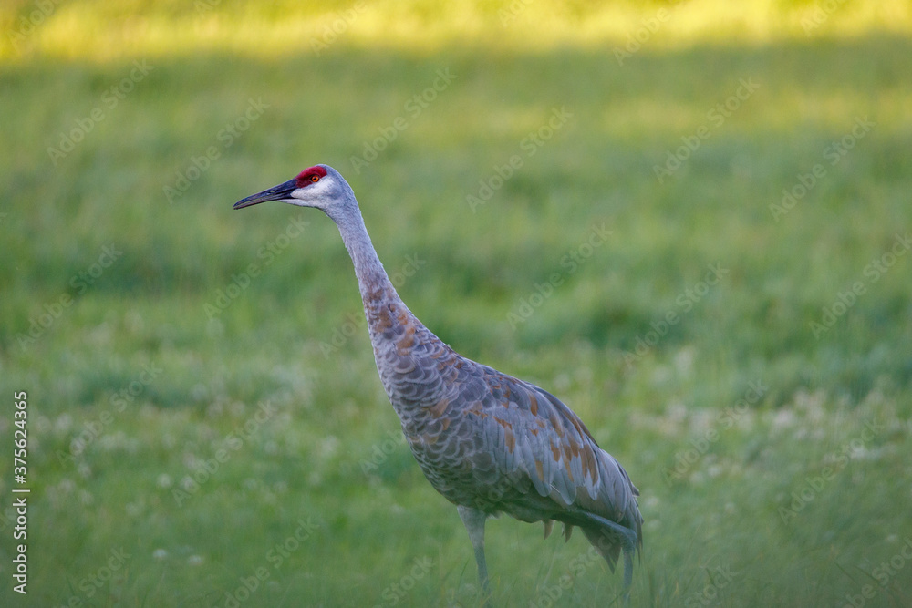 Mature Sandhill Crane (Grus Canadensis) in a hayfield during late summer, selective focus, background and foreground blur
Mature Sandhill Crane (Grus Canadensis) in a hayfield during late summer, selective focus, background and foreground blur