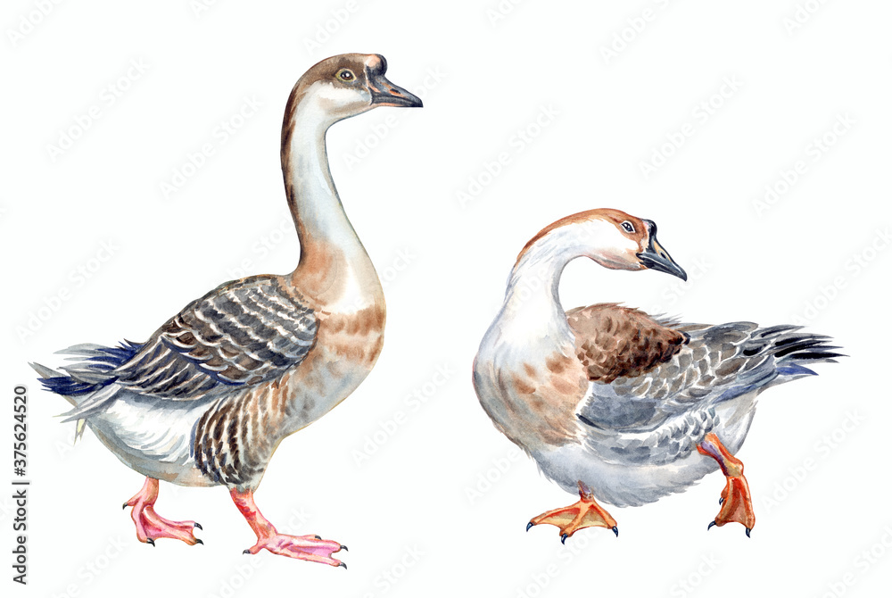 Two geese, watercolor illustration on a white background, zoological illustration for the book and encyclopedia, animal print for various designs.