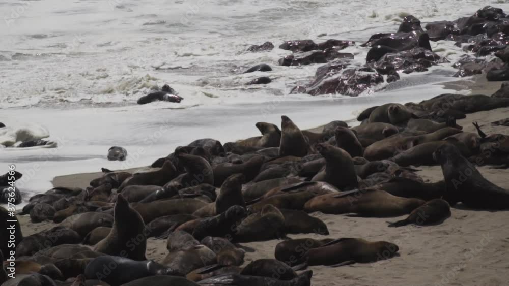 Seal Colony in Cape Cross along Skeleton Coast in the Namib Desert in Namibia, Africa Seal Colony in Cape Cross along Skeleton Coast in the Namib Desert in Namibia, Africa