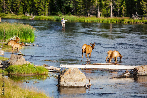 Fly Fishing in Yellowstone's Madison River