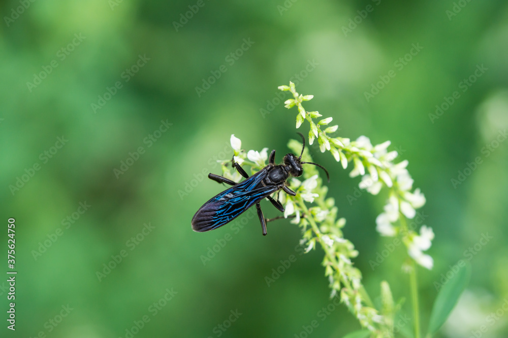 Great Black Digger Wasp on White Sweet Clover Flowers Great Black Digger Wasp on White Sweet Clover Flowers