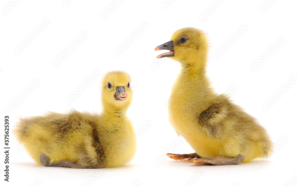 Two little gosling.