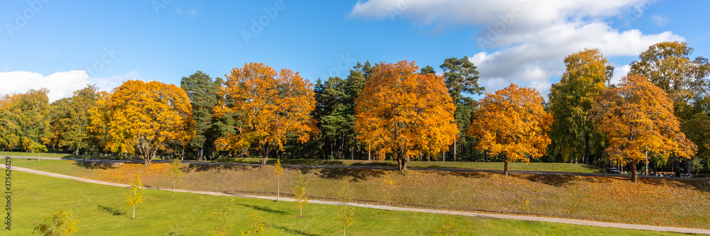 Panorama of autumn trees of bright yellow orange gold color. Fall season background. Rows of beautiful trees grow along the road on sunny day. Autumn view of colorful forest trees crowns foliage.