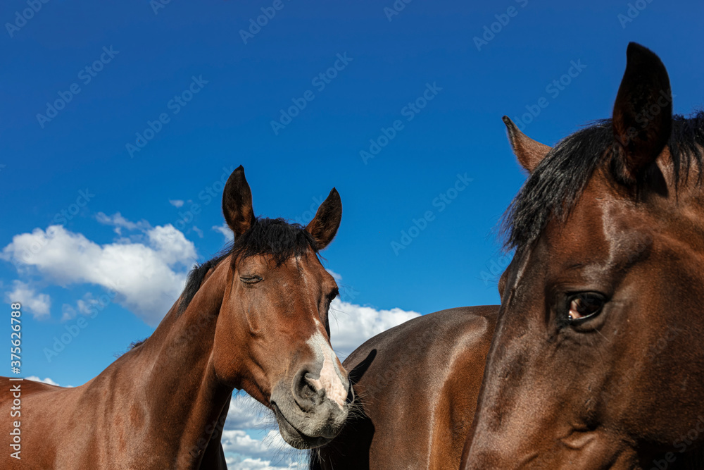 Horses against the sky. Close-up. Cropped photo. Funny moment when a foal winks. Concept animals are like people