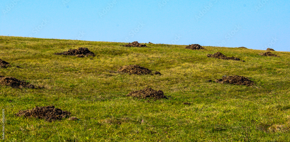 herd of cows herd of cows