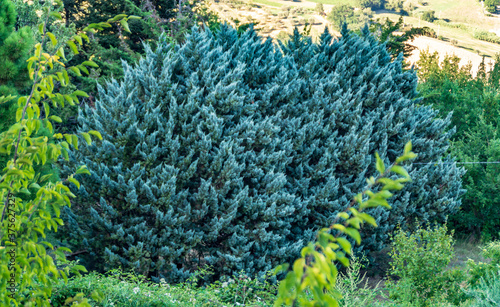 Flora nel parco naturale delle gola della rossa e di frasassi photo