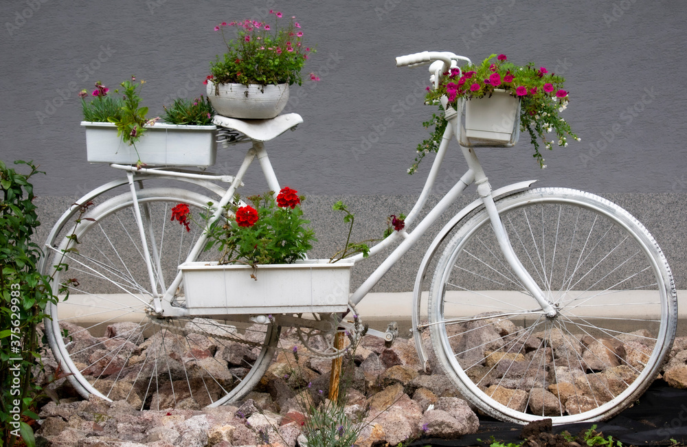 White retro bicycle with flowers in the flower pots  in the garden.