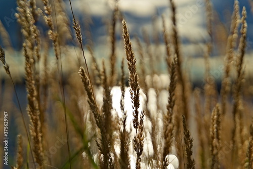 Yellow straws of grass up close in the soft summer light with blurred ocean and sky backdrop.