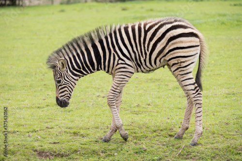 young zebra eating grass