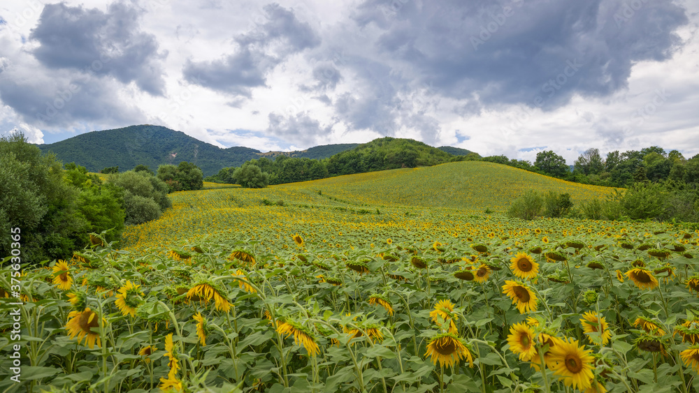 Champ de coquelicots dans la région des Marches en Italie