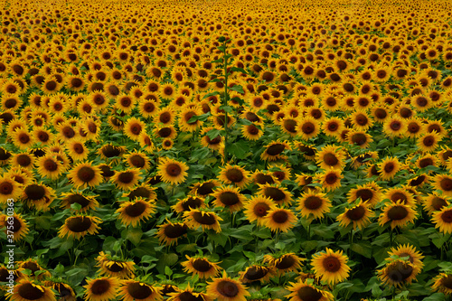 Beautiful sunflowers  russian nature photo 