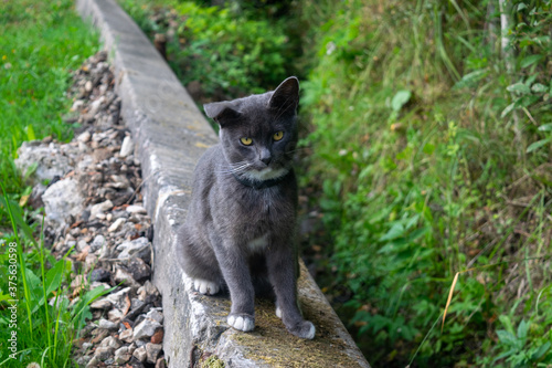 Young black cat on a walk. Pet in the country.