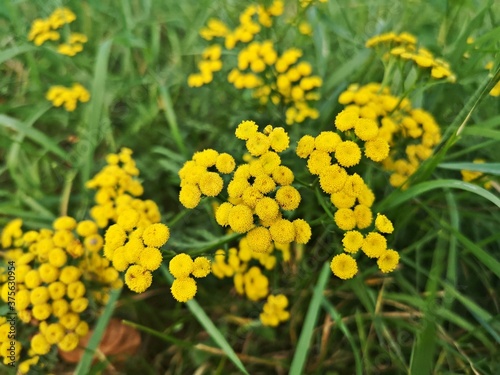 Yellow flowers in the garden -  Tanacetum vulgare L. Golden-buttons   Tansy   Common tansy
