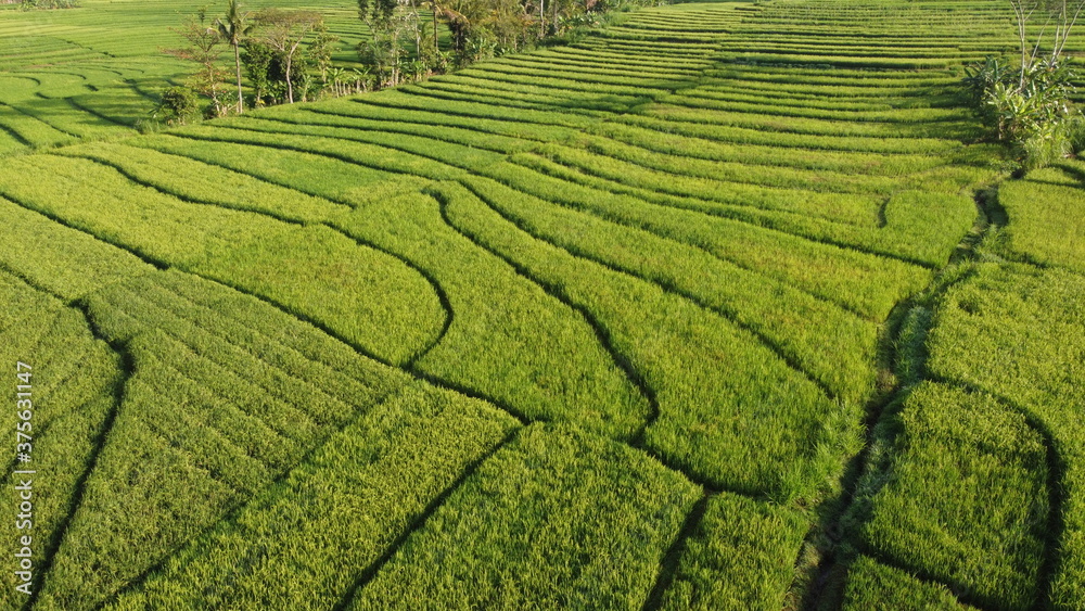 beautiful landscape view of rice terraces