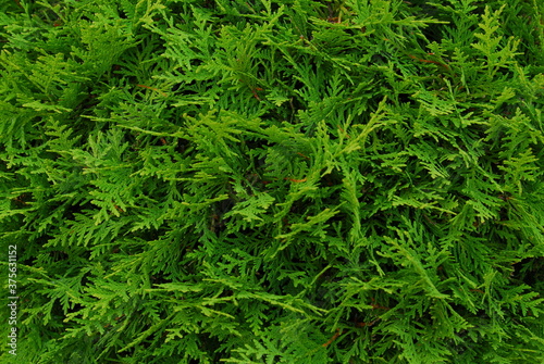 Green plant texture