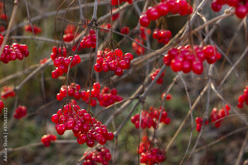 Obraz premium Bush of Viburnum opulus with red berries and without leaves outdoor in autumn