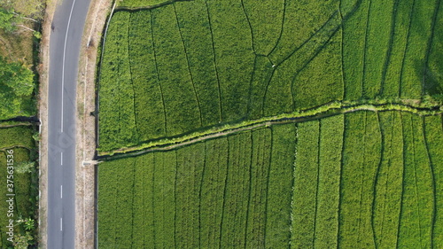 top view of rice terraces photo