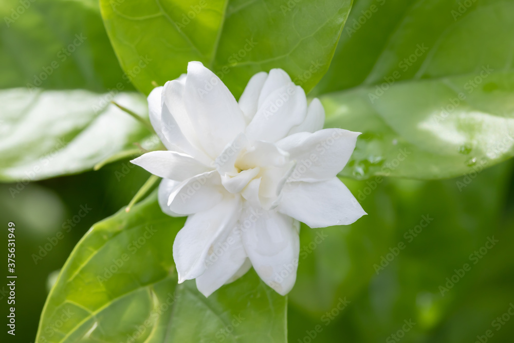 White jasmine overlapping petals soft focus in the garden ,Thai jasmine. Beautiful jasmine after summer rain.Fresh air when it rains , copy space for text. White jasmine overlapping petals soft focus in the garden ,Thai jasmine. Beautiful jasmine after summer rain.Fresh air when it rains , copy space for text.