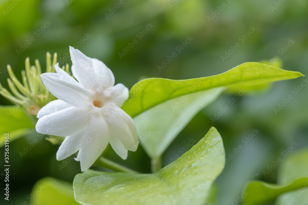 Fototapeta premium White jasmine overlapping petals soft focus in the garden ,Thai jasmine. Beautiful jasmine after summer rain.Fresh air when it rains , copy space for text.