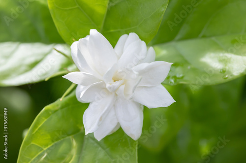 White jasmine overlapping petals soft focus in the garden ,Thai jasmine. Beautiful jasmine after summer rain.Fresh air when it rains , copy space for text.