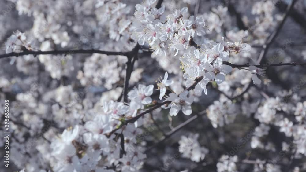 A branch of blossoming cherry plum sways in the wind. White flowers on a branch. A branch of blossoming cherry plum sways in the wind. White flowers on a branch.