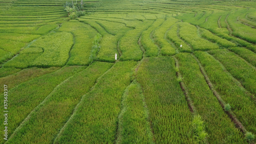 beautiful view of green rice fields in Nanggulan Kulon Progo beautiful view of green rice fields in Nanggulan Kulon Progo