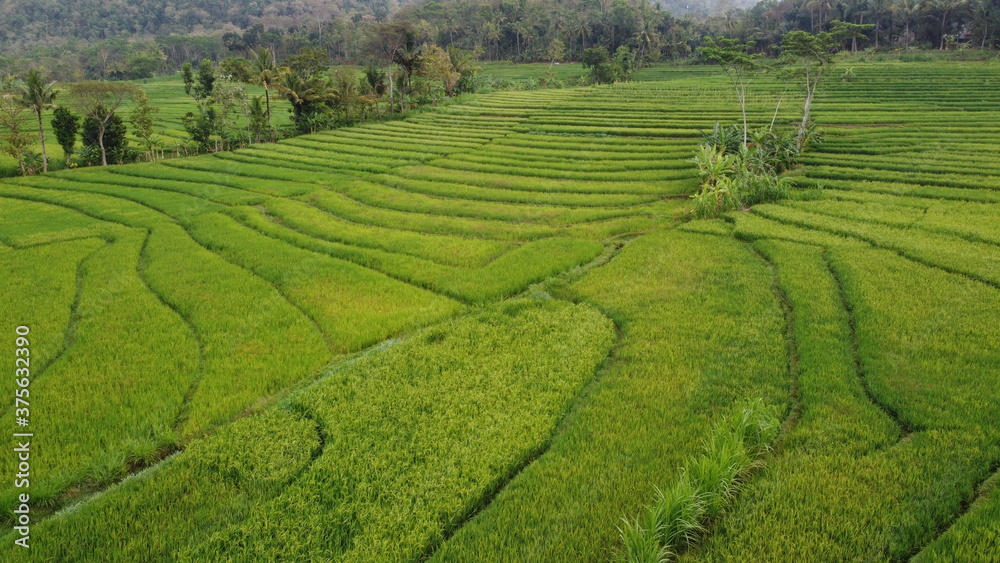 beautiful view of green rice fields in Nanggulan Kulon Progo