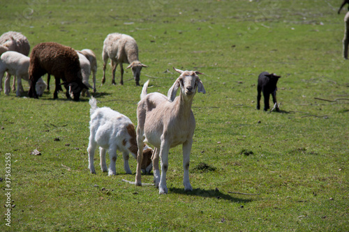 herd of goats in a pasture