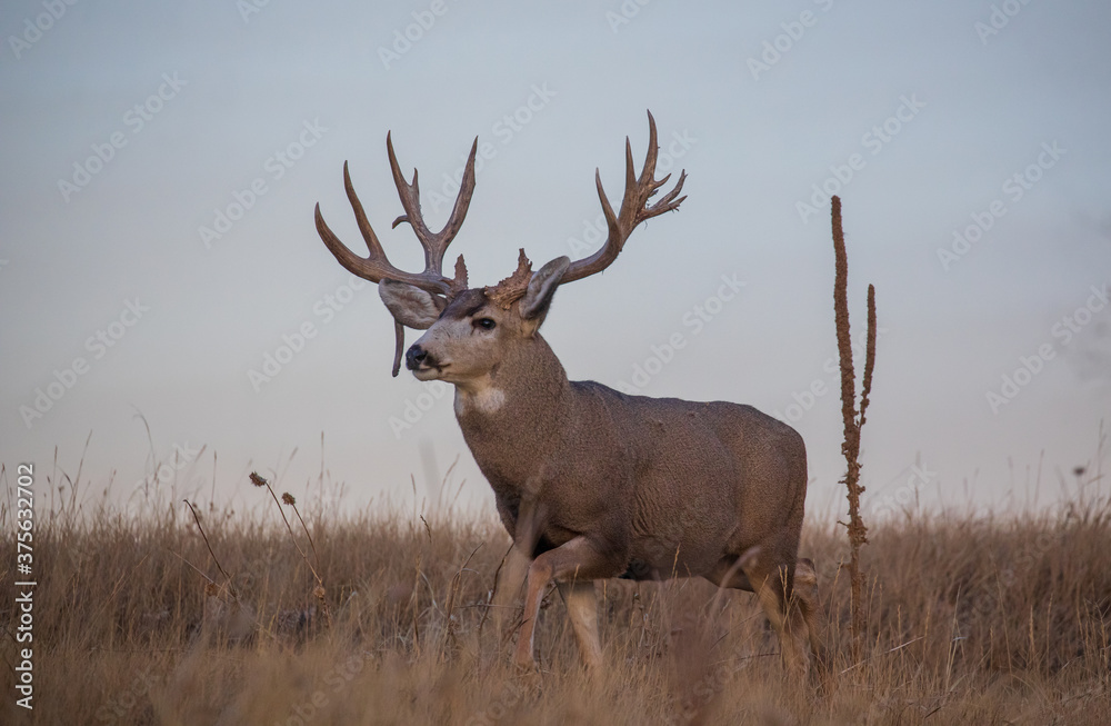 Mule Deer Buck During the Fall Rut in Colorado Mule Deer Buck During the Fall Rut in Colorado