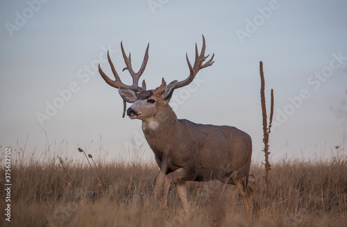 Mule Deer Buck During the Fall Rut in Colorado