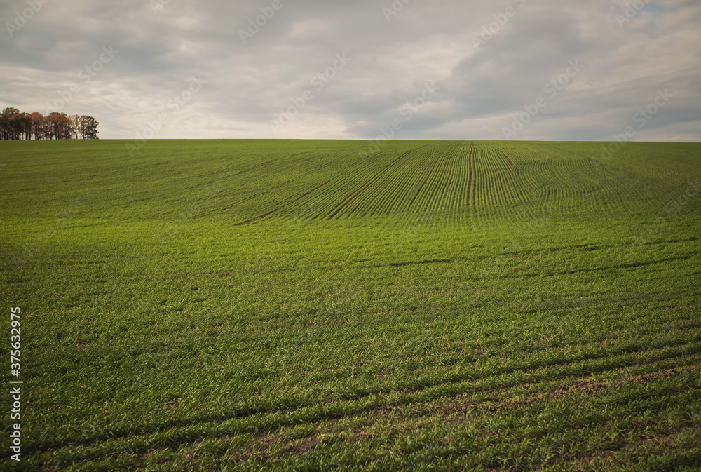 Green agricultural field, agricultural landscape. Country landscape with growing wheat. Agricultural field in a clear sunny day. High technologies and innovations in agro-industry.