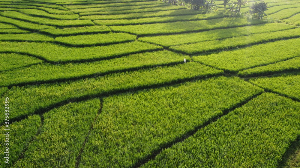 aerial view of rice terraces in the morning