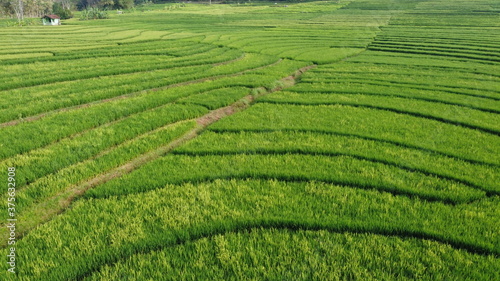 beautiful view of green rice fields in Nanggulan Kulon Progo