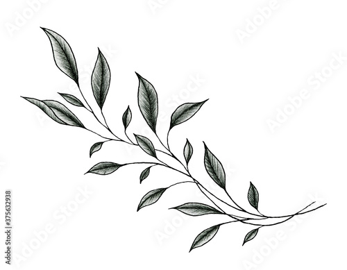 vintage leaf drawing isolated on white, ink  hand drawn botanical illustration of a plant branch, black floral sketch
