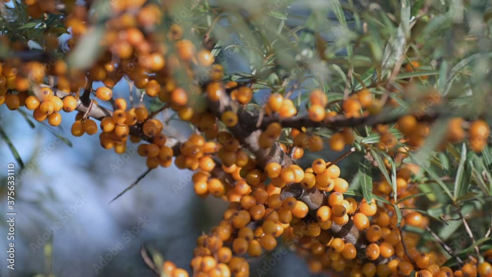There is a branch of sea buckthorn close up. tree of sea buckthorn with ripe berries on the branches. There is a branch of sea buckthorn close up. tree of sea buckthorn with ripe berries on the branches.