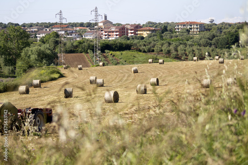 sheep in the field