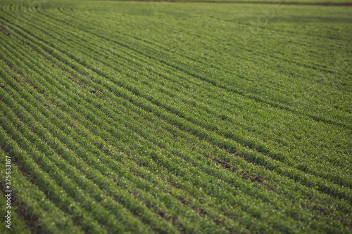 Green agricultural field  agricultural landscape. Country landscape with growing wheat. Agricultural field in a clear sunny day. High technologies and innovations in agro-industry.