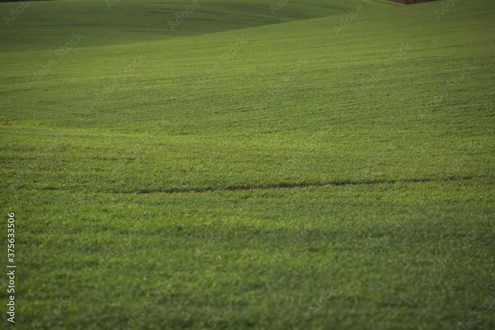 Obraz premium Green agricultural field, agricultural landscape. Country landscape with growing wheat. Agricultural field in a clear sunny day. High technologies and innovations in agro-industry.