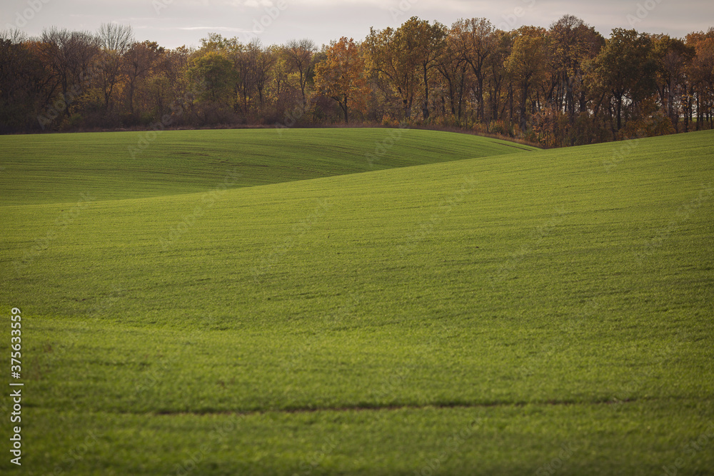 Fototapeta premium Green agricultural field, agricultural landscape. Country landscape with growing wheat. Agricultural field in a clear sunny day. High technologies and innovations in agro-industry.